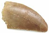 Serrated Raptor Tooth - Real Dinosaur Tooth #376503-1